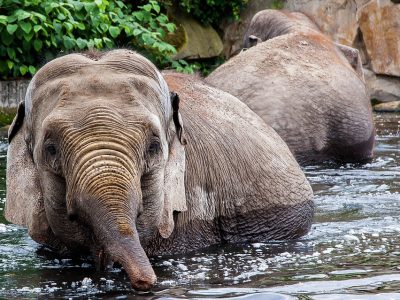 Tierpark